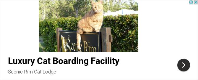 Cat Boarding Cattery Scenic Rim Cat Lodge Premier Boarding