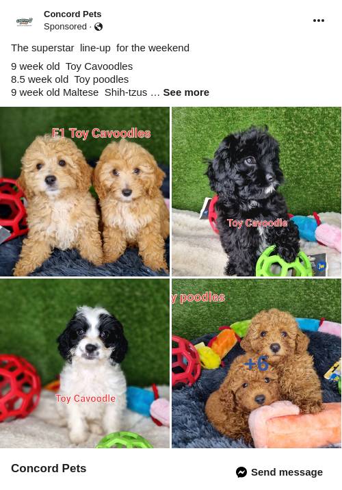 to Concord Pets Concord Pet Shop Concord Pet Supplies Pet